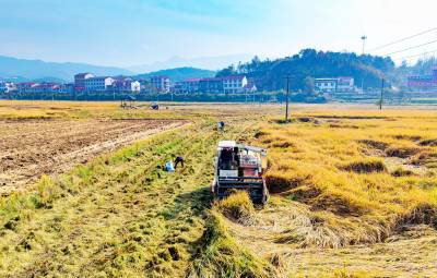 湖北英山：抢收水稻