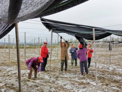 湖北老河口：羊肚菌致富产业助力乡村振兴