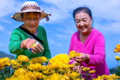 湖北十堰：菊花黄 花农忙