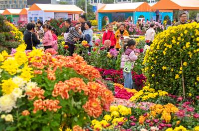 湖北恩施：菊花展上品秋韵