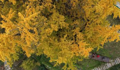 十堰：千年古树穿“金装”助村民增收