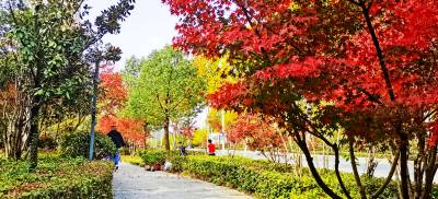 十堰：枫叶醉秋，五彩斑斓
