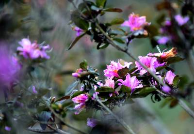 湖北南漳：花开二度杜鹃美
