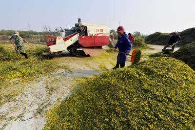 野菊花铺出致富路