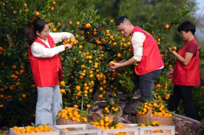 湖北巴东：党员在一线 助农暖人心