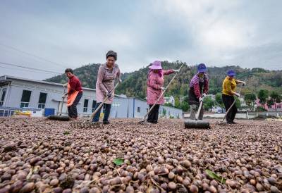 竹山烁籽加工出口日韩