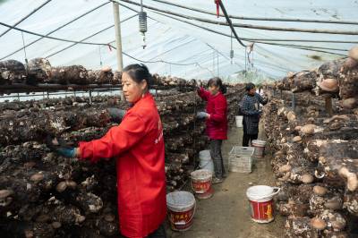 竹山县大力发展食用菌产业