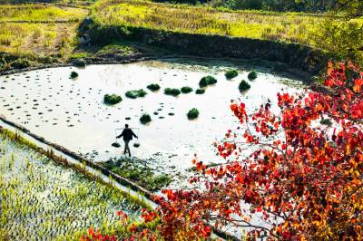 湖北英山：药材种植富乡村