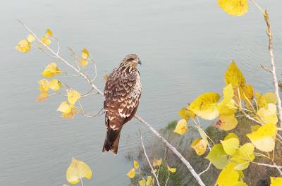 鱼鹰集结 丹江口秋日灵动景如画
