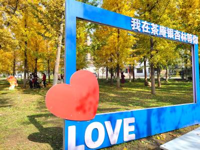 谷城茶庵银杏林：金色海洋引客来 秋日美景醉游人