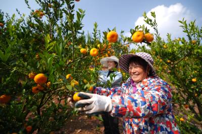 湖北巴东：蜜橘丰收果农乐