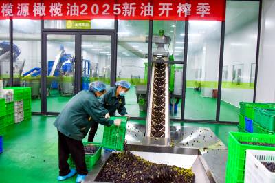 郧阳开榨橄榄油