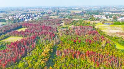 武汉新洲：红叶浪漫  “枫”光正好