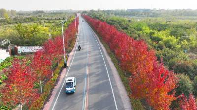 乡村路上赏“枫”景