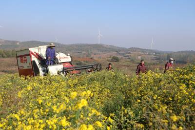 湖北枣阳：野菊花种植形成乡村发展产业链