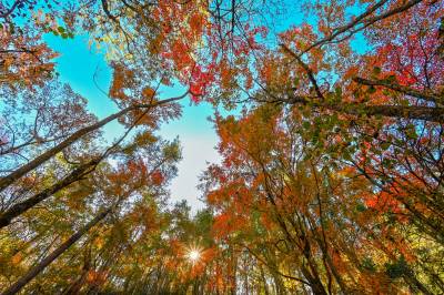 英山：十里桃花溪红叶似火