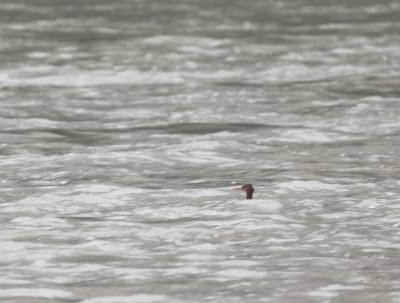 “鸟中大熊猫”现身竹山堵河 生态守护引珍稀鸟类越冬