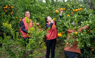 鄂西北高速“小水滴”志愿者走进桔园助农增收