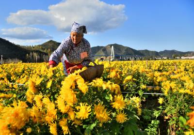 湖北十堰：晴日采菊忙 丰产又丰收