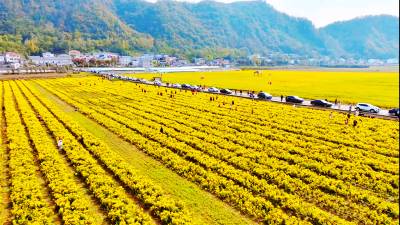 十堰市郧阳区五峰乡：“千年古麇，菊香五峰”活动吸引万千游客