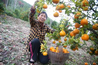 湖北郧阳：柑橘飘香季 田园采摘乐