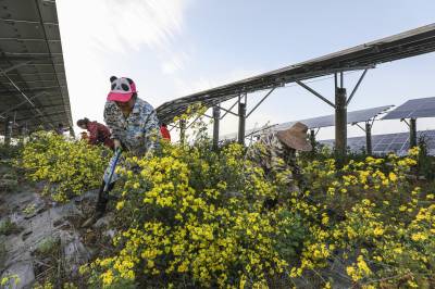 湖北枣阳：“药光互补”绘就乡村发展新图景