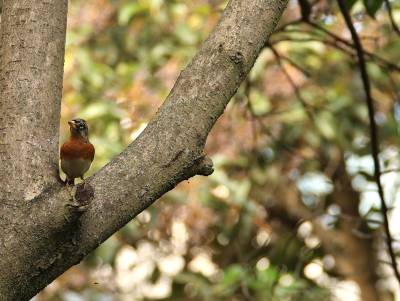 竹山城西湿地公园现“三有”保护鸟类燕雀