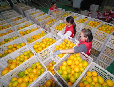 湖北巴东：脐橙销售忙