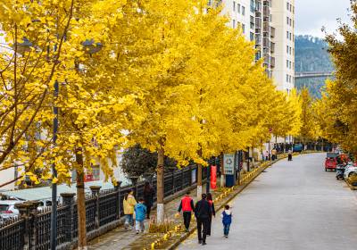 竹山县城银杏树下赏金秋