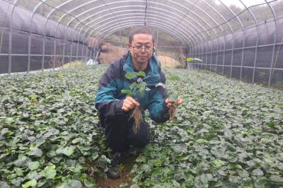 九华山林场：初冬植绿种药忙