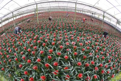 湖北钟祥：千亩花海铺就乡村“致富路”（客户端采稿）