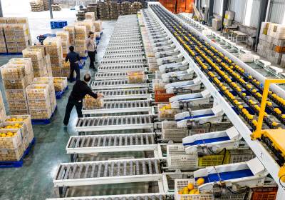 鲜橙出口分拣忙