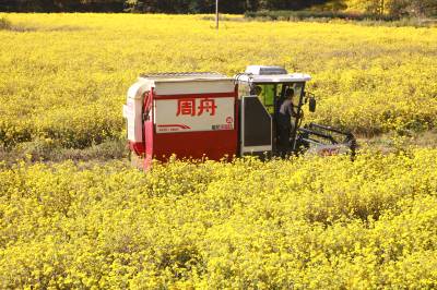 400亩野菊花机械采收忙