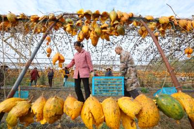 房县：晾晒吊瓜皮 药材促增收