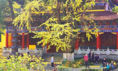 湖北鄂州：百年银杏披“金装”