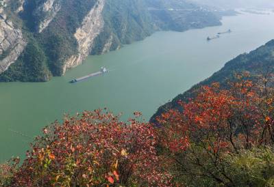 湖北秭归：三峡红叶景如画