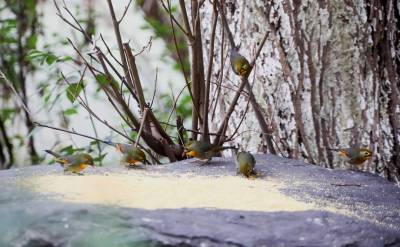 小雪至，“相思”来！