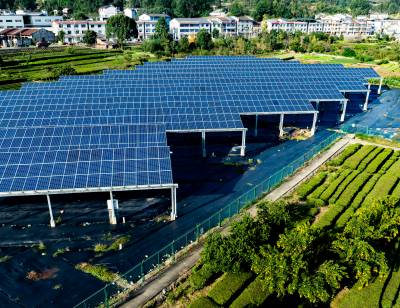 湖北秭归：茶光互补 助力绿色发展