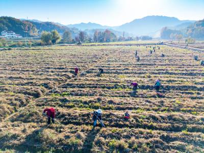 湖北英山：茶园冬管忙
