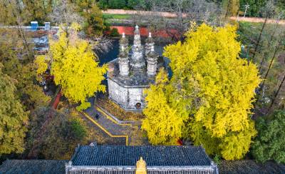 千年银杏披“金装” 迎来最佳观赏期