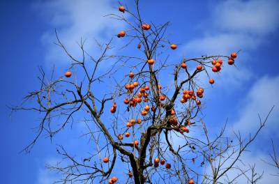 湖北保康：柿挂枝头美景如画