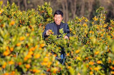 湖北秭归：荒山披绿 栀子生金（客户端采稿）