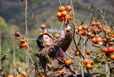 湖北秭归：苹果柿丰收采摘忙