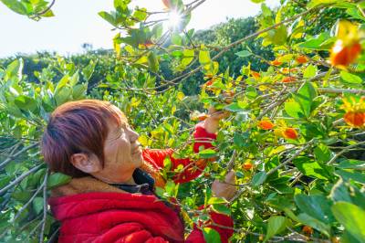 湖北秭归：栀果织就高山致富新途径