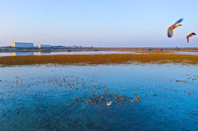 候鸟蹁跹，见证大美湿地（客户端采稿）