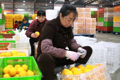 秭归脐橙产业链上分拣忙