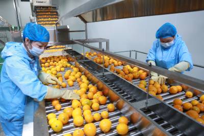 秭归脐橙产业链上加工忙