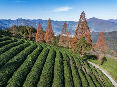 冬日水杉着“红装” 层林尽染美如画