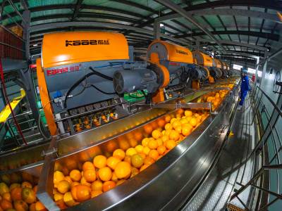 秭归脐橙深加工项目投产 年综合产值预计达1.5亿元