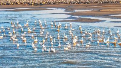 首批越冬天鹅飞抵长江鄂州段得胜洲（客户端采稿）